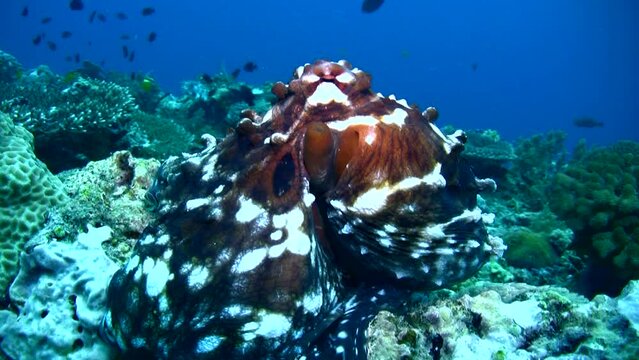 Common reef octopus (Octopus cyanea) changing color and shape