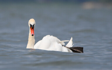 The Mute Swan in the Archipelago of Finland in summer