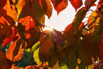 Sun rays in autumn shine through colored leaves on tree. Trees in the background