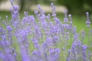 Lavender, nature, lavender field - purples with greenery in the landscape