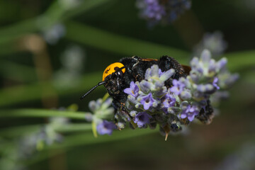 a close up of a wasp on a blossom