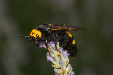 a close up of a wasp on a blossom