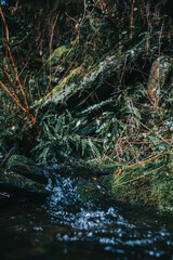 New Zealand rain forest, dark tones