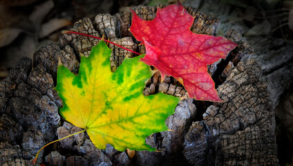 Fall Maple Leaves Fallen on Ground or Stump