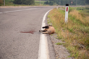 A run over badger - Meles meles on the edge of the road. © Simon Kovacic