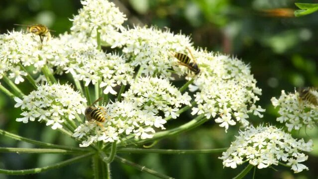  giant hogweed, dangerous neophyte in a medaow in Germany