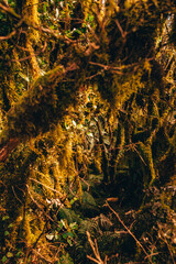 Rainforest, New Zealand's west coast
