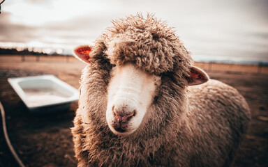 New Zealand sheep