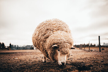 New Zealand sheep