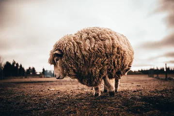 Fotobehang New Zealand sheep © Gellirock