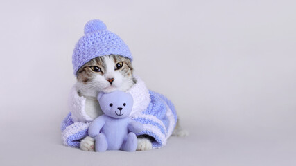 Merry Christmas. Cat in a blue hat and a blue sweater lies with a teddy bear and looks at the camera. Portrait of a Kitten. Cat with big eyes. Kitten on a white background. Place for text. Winter 2023