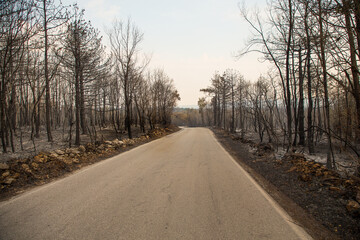 Karst, Sela na Krasu, Slovenia - July 23, 2022: A catastrofic forest fire in the Karst. The devastated landscape after the fire.