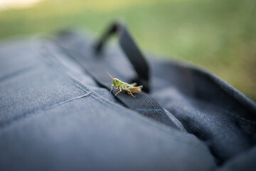 insect, green Ensifera (locust) on the bag © dogphotos