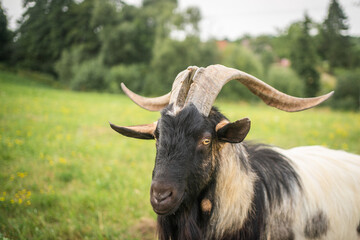 black billy goat on a farm