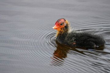 Eurasian Coot Chick