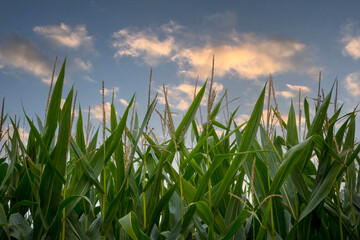 Close-up of corn field against blue sky with clouds during golden hour