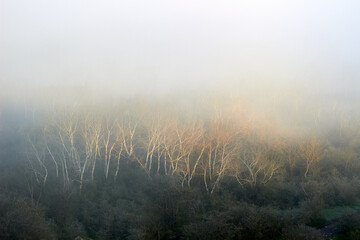 Foggy morning autumn landscape over misty forest with poplar trees. View from above