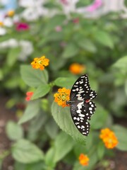 Fototapeta na wymiar Tropical exotic butterfly black and white color sitting on orange flower. Fresh romantic background.