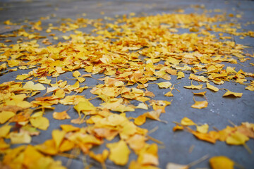Golden ginkgo leaves lying on the ground in a park