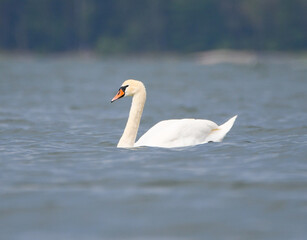 The Mute Swan in the Archipelago of Finland in summer