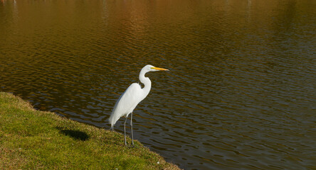 Garça Branca Grande (Ardea Alba)