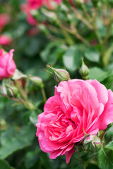 A vertical photo of a rose bud in pink at the bottom of the frame from a side view. At the top of the frame, the green branches and leaves are heavily out of focus to use as space for text.
