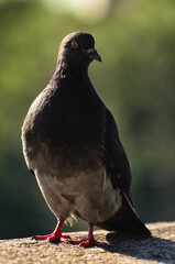 Close-up view of one grey Dove. One pigeon is standing on stone parathet. Abstract blurry background. Pigeon in the city. Concept photo of wild animals in the city. City birds