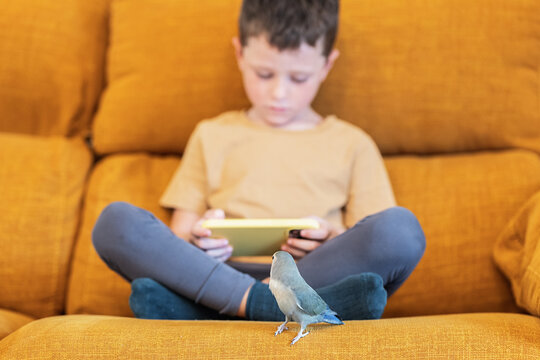 Boy sitting on a sofa with smartphone and a parakeet bird