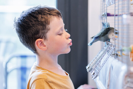 Close-up Of A Boy Whistling To A Parakeet Inside The Cage