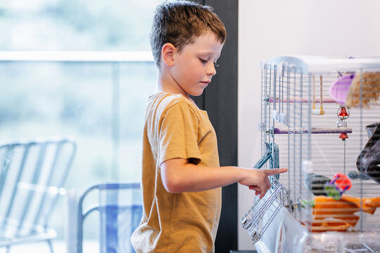 Boy playing with a parakeet inside the cage