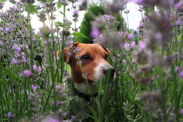 Jack Russell Terrier is walking in a lavender field
Jack Russell Terrier spaceruje po lawendowym polu
