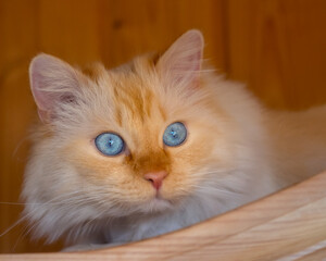 Obraz premium Birman cat with huge blue eyes lying on top of a wooden cupboard