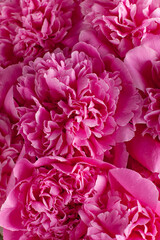 Beautiful pink peony flowers close-up, vertical frame