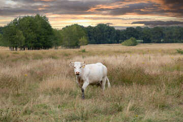 Closeup of a Blonde d'Aquitaine cow in a natural meadow in the river valley landscape at sunset along the Rolder Diep that flows into the Drentse Aa in the Dutch province of Drenthe