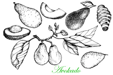 Avocado. Collection.Whole and sliced fruit. Stock vector illustration. Sketch. Hand drawing. Isolated on a white background. For packaging and labeling vegetarian products.