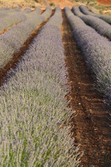 Campos de lavanda 