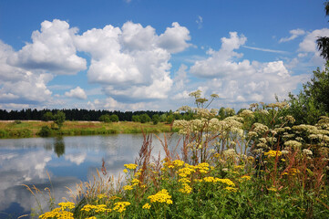 The riot of summer. A riot of summer colors. View of the summer pond near Moscow. Wild and meadow flowers bloom on the shore, for example, yellow tansy. Cumulus clouds in the summer sky. Serenity