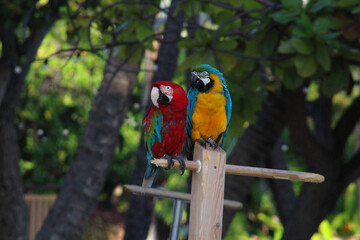 green winged macaw