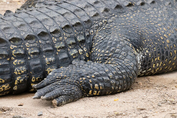 Close up of right leg of Siamese Crocodile