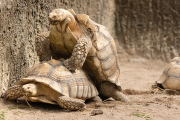 Obraz premium Sulcata Tortoise are breeding