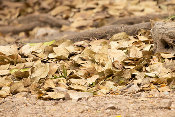 Pile of dry leaves on the ground during the fall season in a park