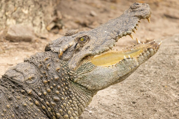 Close up of Siamese Crocodile open mount and eye open