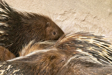 Close up of a group of porcupines with eye open