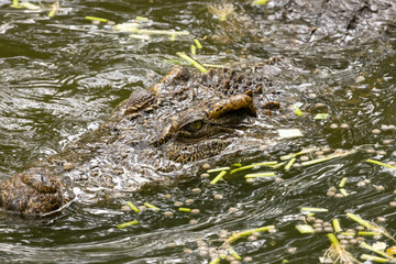 Close up of Siamese Crocodile swim in a pond