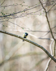 Forest songbird on a tree in late autumn. There is artistic noise.