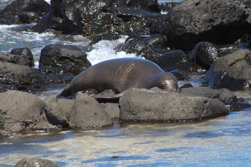 sea lion on a rock