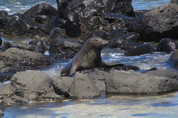 seal on rock