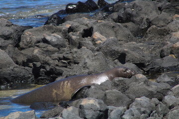 island sea lion