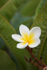 frangipani flower on leaf