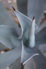 close up de un agave azul y sus espinas